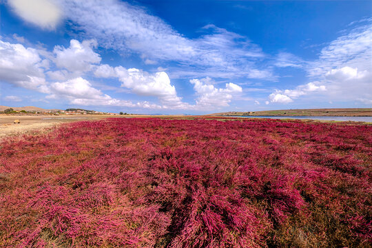 Lemnos Neo Pedino. Extensive field of vivid red salt-tolerant plants with calm water and a distant village under scattered white clouds