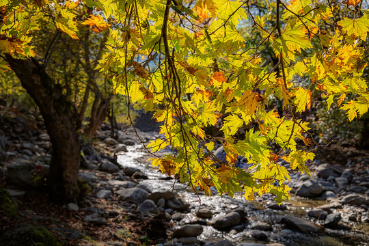 Samothraki Fonia Gorge. Golden plane tree leaves frame a sunlit river, creating a vibrant autumn scene in nature.