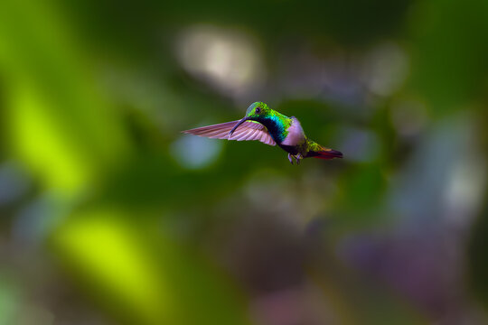 Green-breasted mango or Prevost's mango (Anthracothorax prevostii) glossy hummingbird in flight on a colorful background.