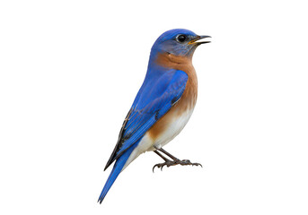 Obraz premium A vibrant bluebird perched elegantly on a branch with a bright orange chest