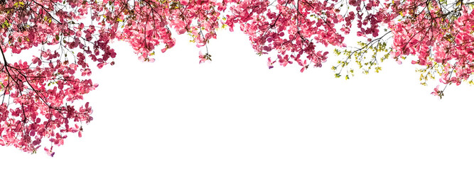 Canopy of pink blossoms on branches with transparent background © Ann