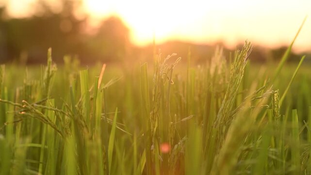 Close-up of Golden rice plants in a field at sunset, capturing the beauty of rural agriculture and nature