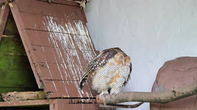owl preening time in its home in the afternoon, owl turning its head to pren its back feather