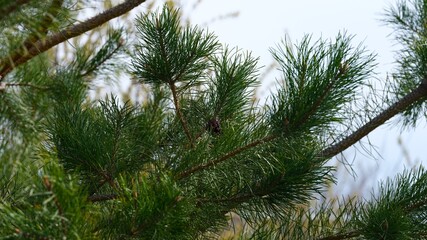 Close-up shot of green pine tree branches in nature © rosinka79