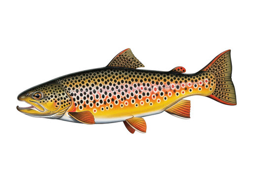 A vividly colored brook trout fish 