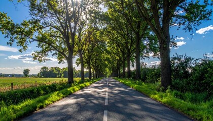 Fototapeta premium Scenic Tree‑Lined Road