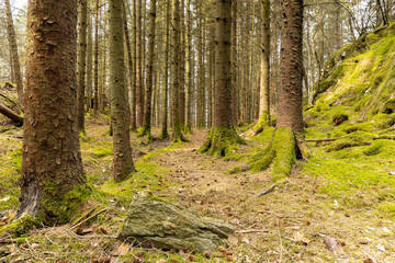 Obraz premium A mossy forest in Norway 