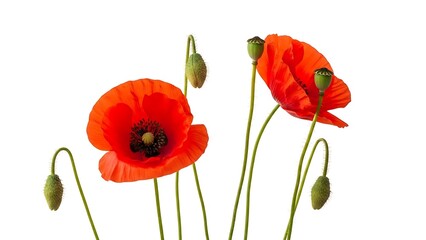 Naklejka premium Collection of Red Poppies and Green Seed Pods on White Background poppy flower