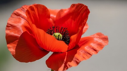 Fototapeta premium Detailed close-up of a bright red poppy flower with a textured center and soft grey background