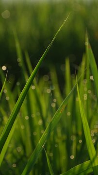 Macro vertical shot of morning dew drops on green rice leaves with beautiful sun flare and bokeh background.