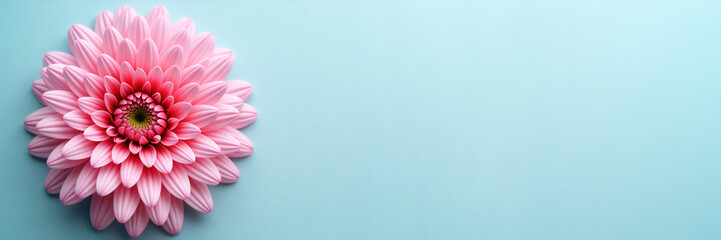 Fototapeta premium Top view of a pink chrysanthemum flower on a light blue background. Flat lay radial pattern floral banner with copy space. Minimalist spring flower composition