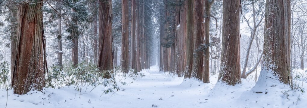 Cedar tree lined path to Togakushi shrine, Gifu Prefecture, Nagano, Japan