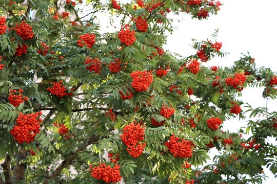 Rowan tree with bright red berries in autumn