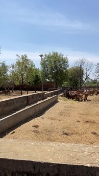 A herd of Indian cows feeding in a traditional Gaushala (cow shelter)