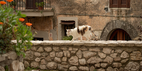 Cat walking on a low wall in the village of Fumone © Andrea Toxiri