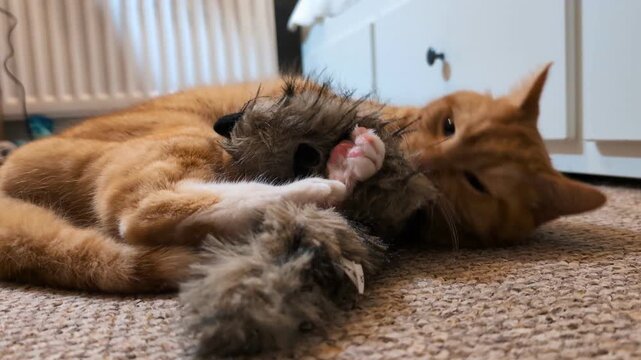 Playful Ginger Cat Enjoying Valerian Infused Ferret Toy at Home. Domestic feline having fun with scented enrichment object indoors, curious behavior and energy in a cozy environment.