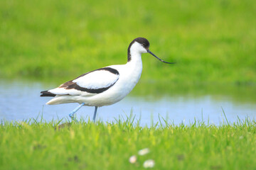 Fototapeta premium Pied Avocet, Recurvirostra avosetta, foraging