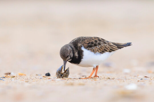 Closeup of a Rubby turnstone Arenaria interpres wading bird foraging between rocks at the sea coast