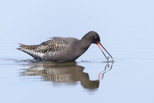 Spotted redshank, tringa erythropus, foraging in shallow water