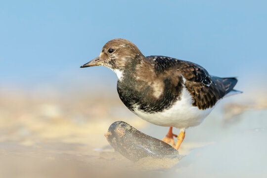 Rubby turnstone, Arenaria interpres, wader bird in winter plumage