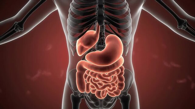 Vibrant scientific illustration of human internal anatomy, showcasing the glowing digestive system in a detailed 3D rendered biological model for medical study