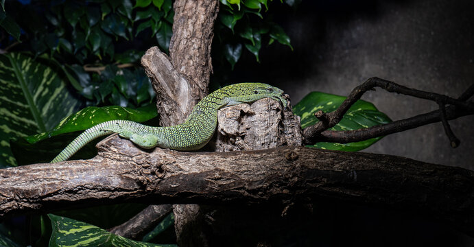Photo of a big lizard relaxing on the branch in zoo Zlin.