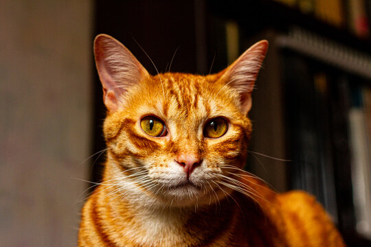 Jeune chat roux nous fixe de son regard dor&eacute;