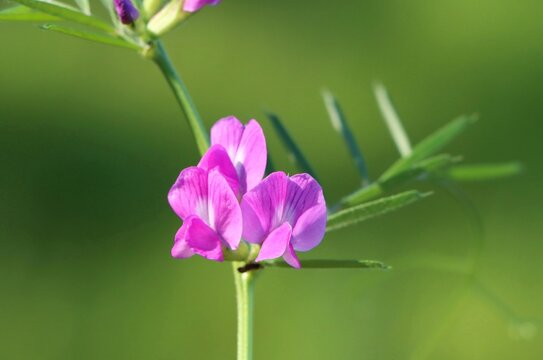 Vicia sativa (common vetch) wild flowering plant