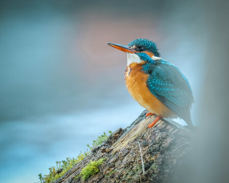 Eisvogel