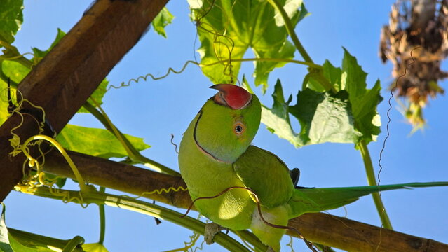 The parrot is perched on a branch of a grapevine. The Rose-ringed Parakeet or Alexandrine Parakeet has bright green plumage, a long tail, and a reddish-orange beak. A black band runs around the neck.
