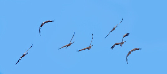 żurawie w locie. © Janusz Lipiński