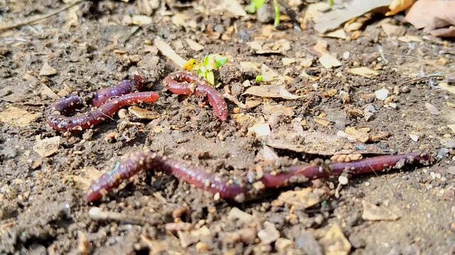 Macro video of red worms on fertile garden soil illustrating composting and soil health