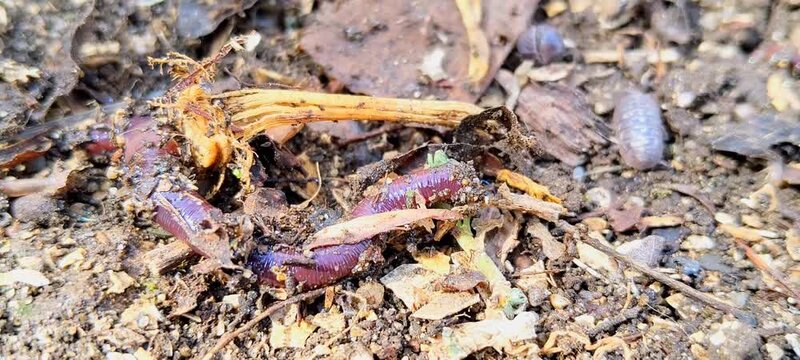 Red wiggler earthworms moving through compost with woodlice