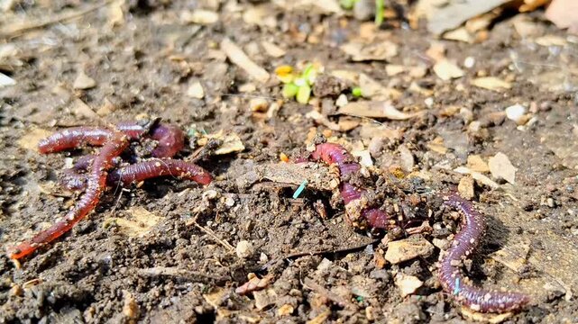 Group of red wiggler earthworms crawling on fertile garden soil, macro.