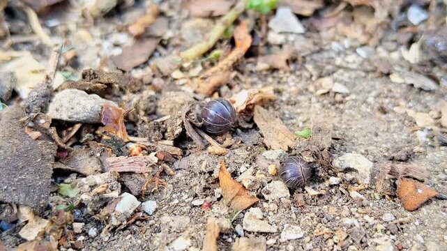 Macro shot of pill bugs or roly polies crawling on dry soil and leaf litter in nature.