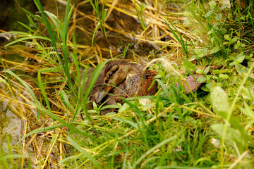 Obraz premium Nestled among the green grass, a duckling rests peacefully near a shimmering stream
