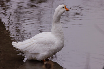 Fototapeta premium Elegant white goose standing gracefully by the tranquil waters of a serene pond during a peaceful afternoon