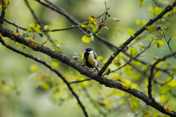 Obraz premium Colorful bird perched on a mossy branch in a vibrant forest during the golden hour