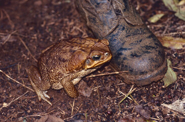 Obraz premium A large cane toad (Rhinella marina) missing its front right hand and next to a person's foot in a boot for scale. Photographed in the Dominican Republic, where this large, voracious toad is invasive.