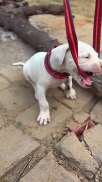 "White American Bulldog dog showing teeth while playing with a leash"