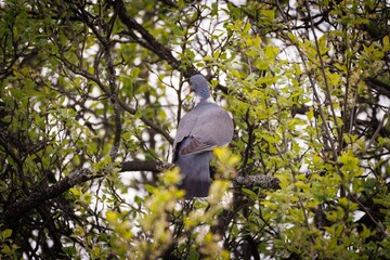 Obraz premium Colorful bird perched quietly on a tree branch surrounded by vibrant green leaves in the afternoon sunlight