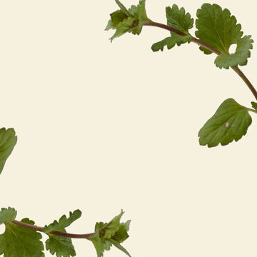 Minimal Botanical Background with Copy Space &ndash; Two Green Leafy Twigs Corner Frame Composition on Warm Beig