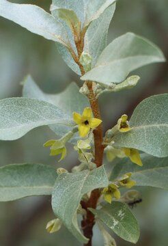Elaeagnus commutata (silverberry) growing in the dunes