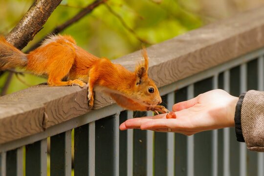 Squirrel reaches for a nut offered by a gentle hand in a lush green park