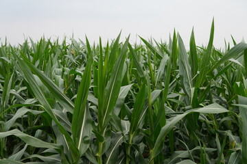 Obraz premium Lush green corn field background under a clear sky. Healthy maize plants growing in organic farm.