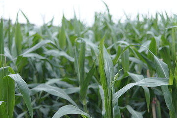 Obraz premium Fresh green corn leaves in a wide field with a soft bokeh background. Organic maize crop growing