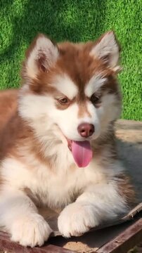 Cute brown Siberian Husky puppy resting outdoors on a sunny day.