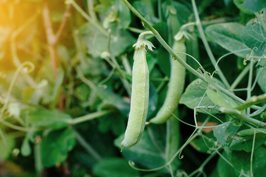 Pea pod close up. Fresh green pea pods ripening on vine in sunny organic garden during summer season. Natural growth of healthy vegetables, organic green peas hanging from plant. Selective focus