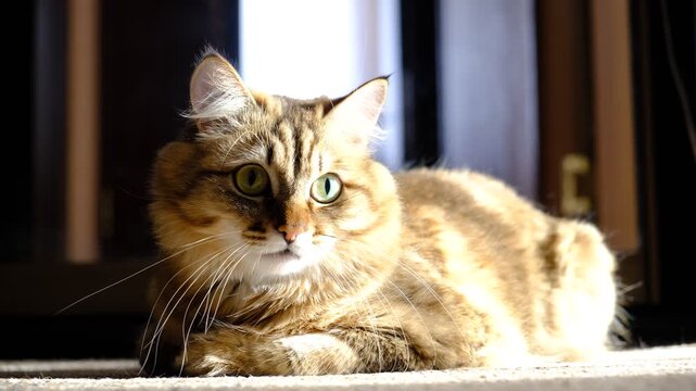 Portrait of well-fed tabby kitten, lounging. Soft morning light, enjoying sun beam. Cashmere Bengal cat lounging comfortably at the window on a sunny day. Semi-long-haired cat. Lazyness