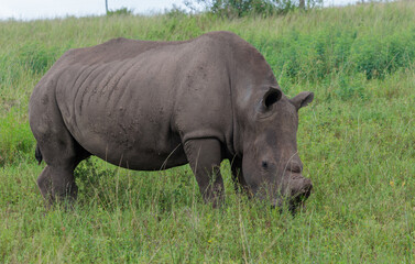 Fototapeta premium White rhinoceros standing in green African savanna grassland